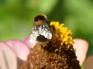 Biodiversité et pollinisation en danger ? Rôle des abeilles et des insectes